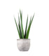 Sansevieria Katana