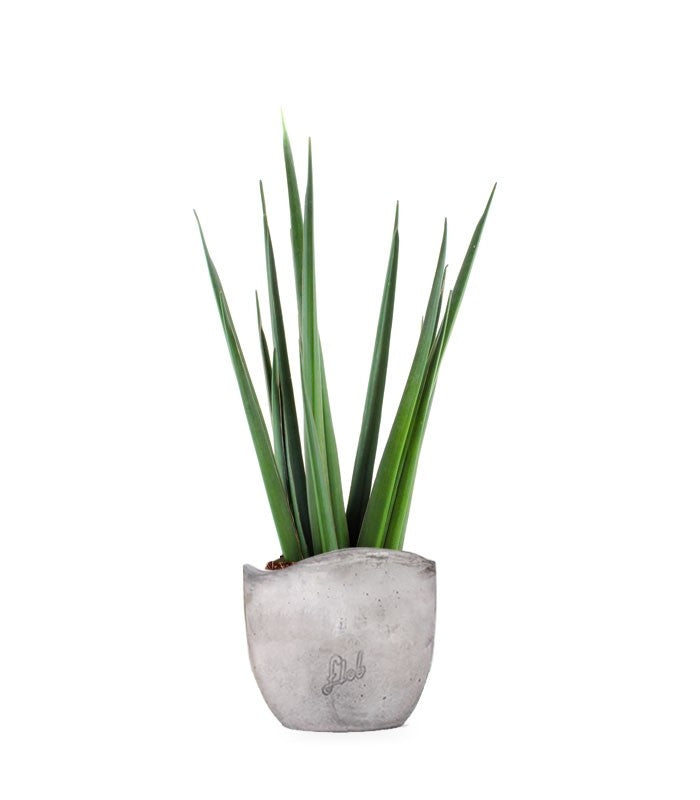 Sansevieria Katana