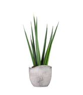 Sansevieria Katana