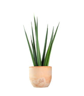 Sansevieria Katana