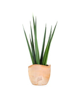 Sansevieria Katana
