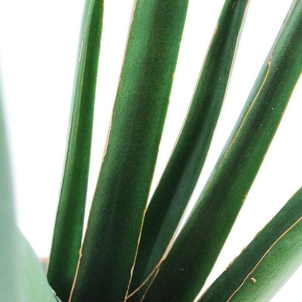 Sansevieria Katana