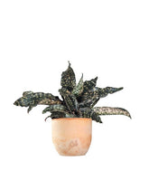 Sansevieria kirkii