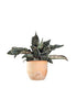 Sansevieria kirkii