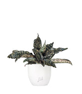 Sansevieria kirkii