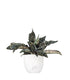 Sansevieria kirkii