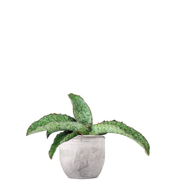 Sansevieria kirkii &