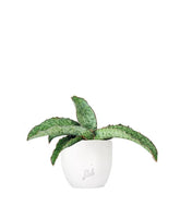 Sansevieria kirkii &