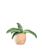Sansevieria kirkii &
