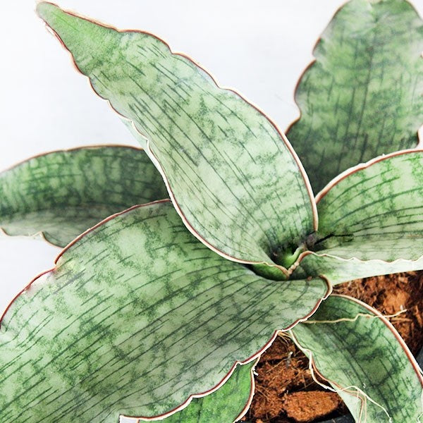 Sansevieria kirkii &