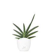 Sansevieria Motum Kenya