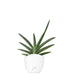 Sansevieria Motum Kenya