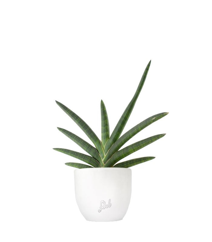 Sansevieria Motum Kenya