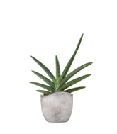 Sansevieria Motum Kenya