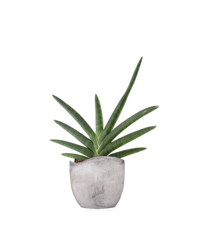 Sansevieria Motum Kenya