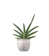Sansevieria Motum Kenya