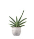 Sansevieria Motum Kenya