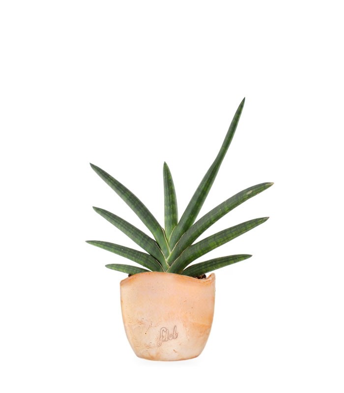 Sansevieria Motum Kenya