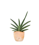 Sansevieria Motum Kenya
