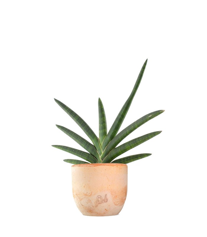 Sansevieria Motum Kenya