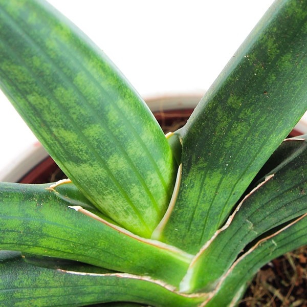 Sansevieria Motum Kenya