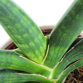 Sansevieria Motum Kenya