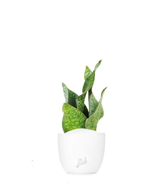 Sansevieria multipla
