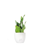 Sansevieria multipla