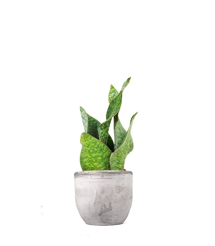 Sansevieria multipla