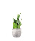 Sansevieria multipla
