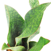 Sansevieria multipla
