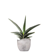 Sansevieria Robusta