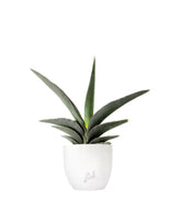 Sansevieria Robusta