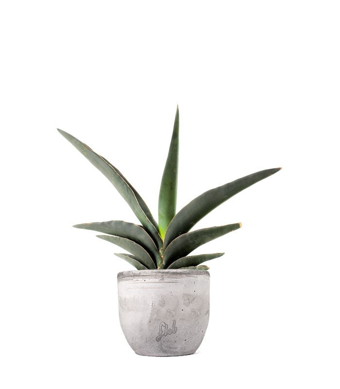Sansevieria Robusta