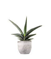 Sansevieria Robusta