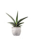 Sansevieria Robusta