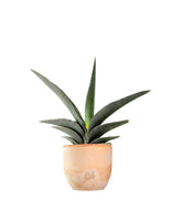 Sansevieria Robusta