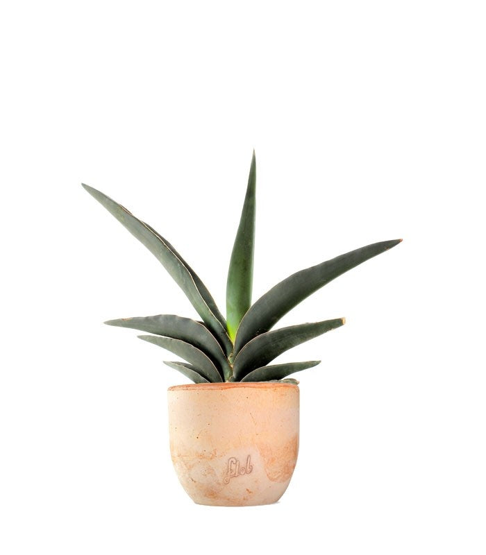 Sansevieria Robusta