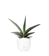Sansevieria Robusta