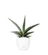 Sansevieria Robusta