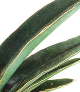 Sansevieria Robusta