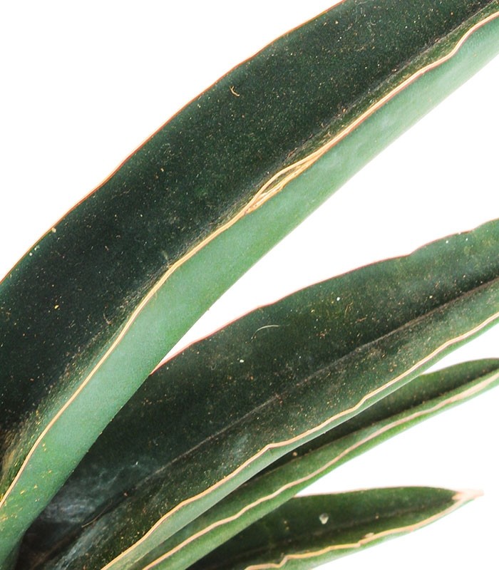 Sansevieria Robusta