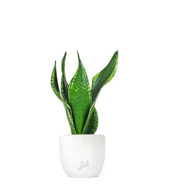 Sansevieria Silver flame