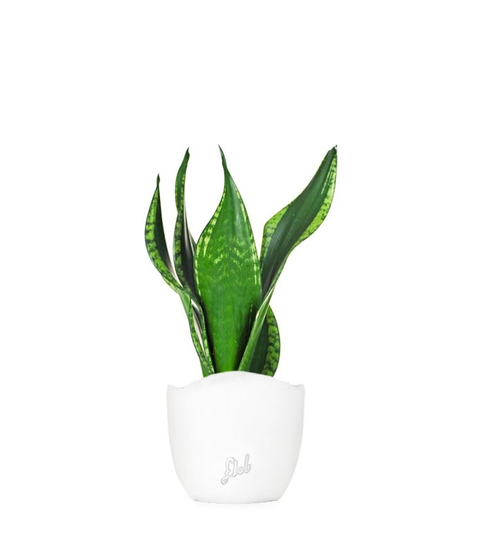 Sansevieria Silver flame