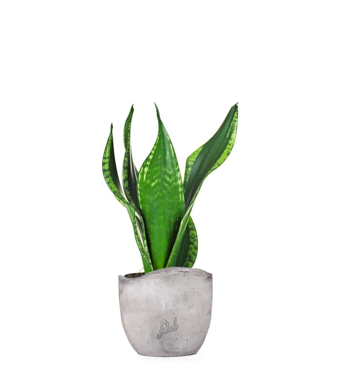Sansevieria Silver flame