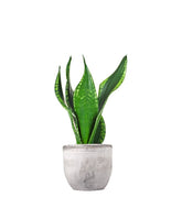 Sansevieria Silver flame