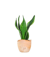 Sansevieria Silver flame