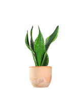 Sansevieria Silver flame