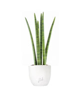 Sansevieria Straight