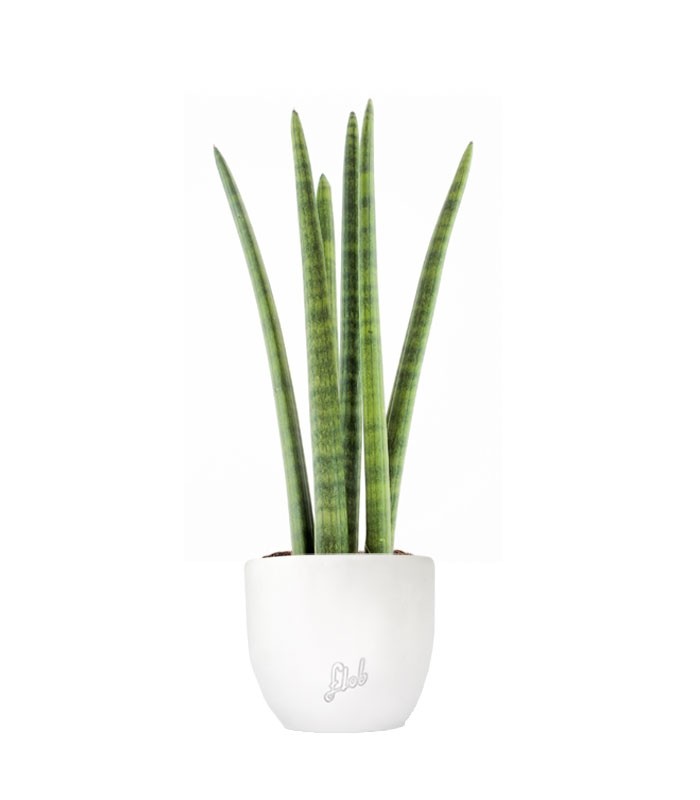 Sansevieria Straight